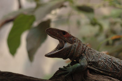 Mehr über den Artikel erfahren Besuch im Tropenaquarium