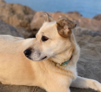 Mehr über den Artikel erfahren Unsere Schulhunde