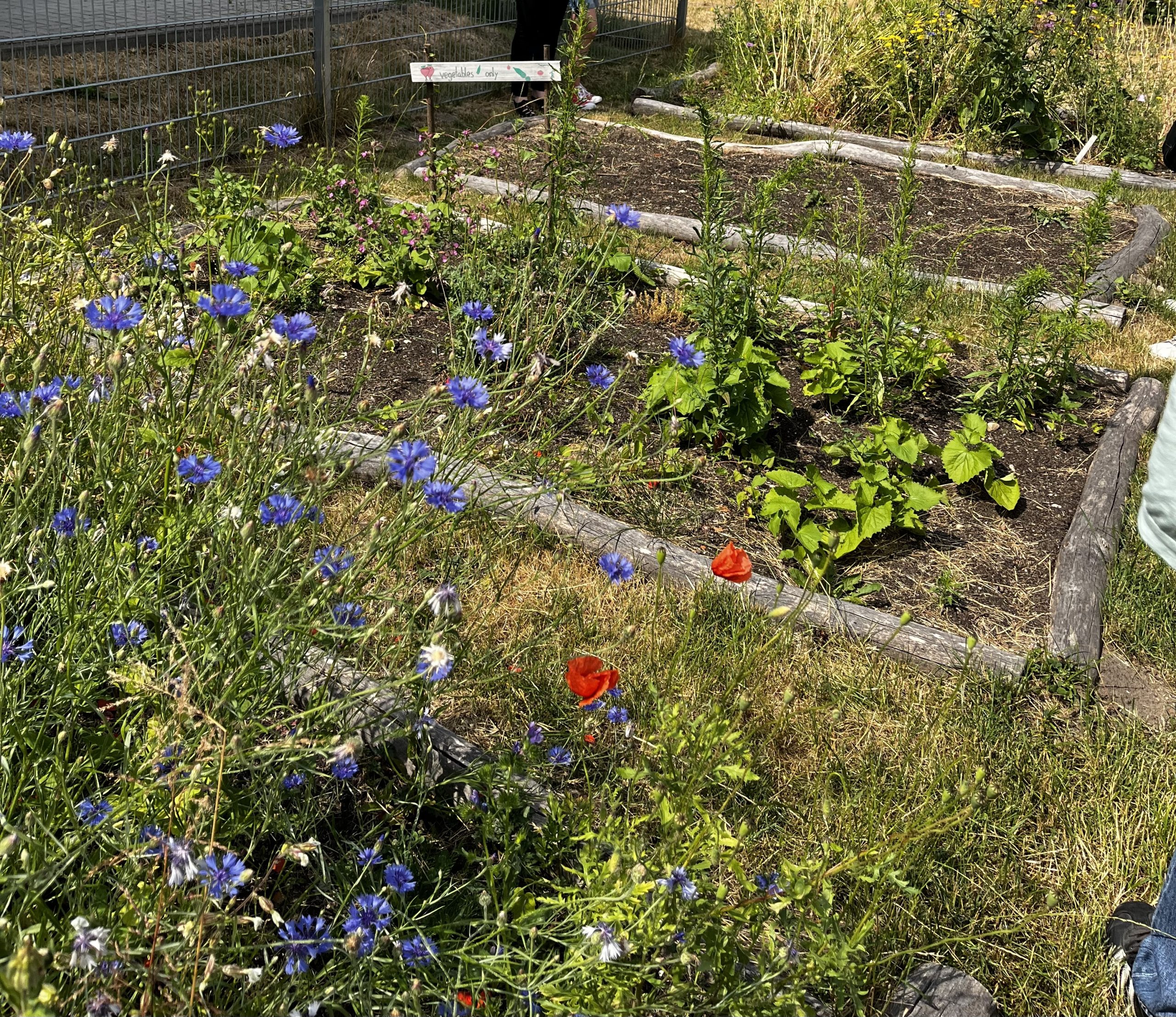 Mehr über den Artikel erfahren Treffen der Begabtenförderungskurse
